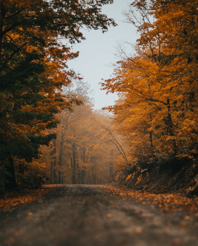 A dirt road through a forest with orange and yellow autumn leaves on the trees.