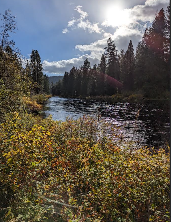 A river flowing through a forested area with tall pine trees, under a partly cloudy sky with the sun shining.