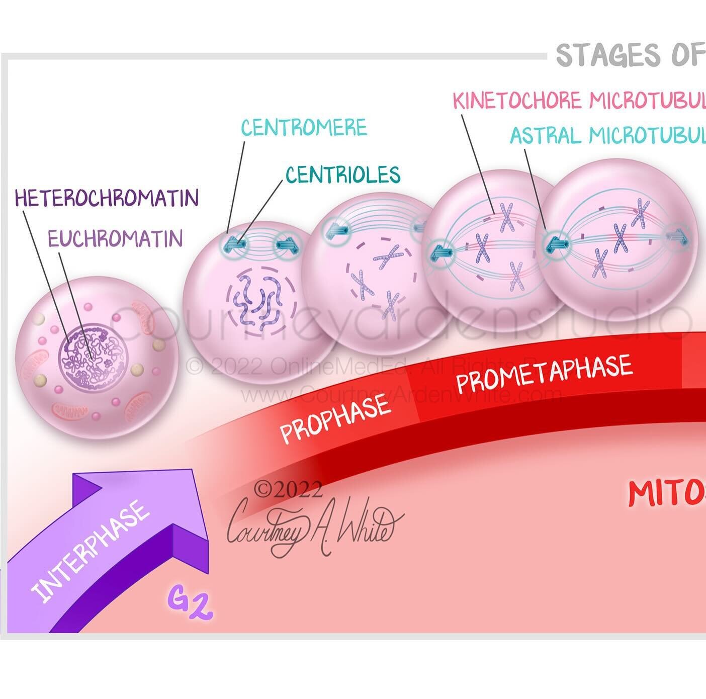 This illustration about the stages of mitosis was created for medical education. Mitosis is a type of cell division that happens in most of the cells in the body. One cell divides to create two daughter cells that are genetically identical to the ori