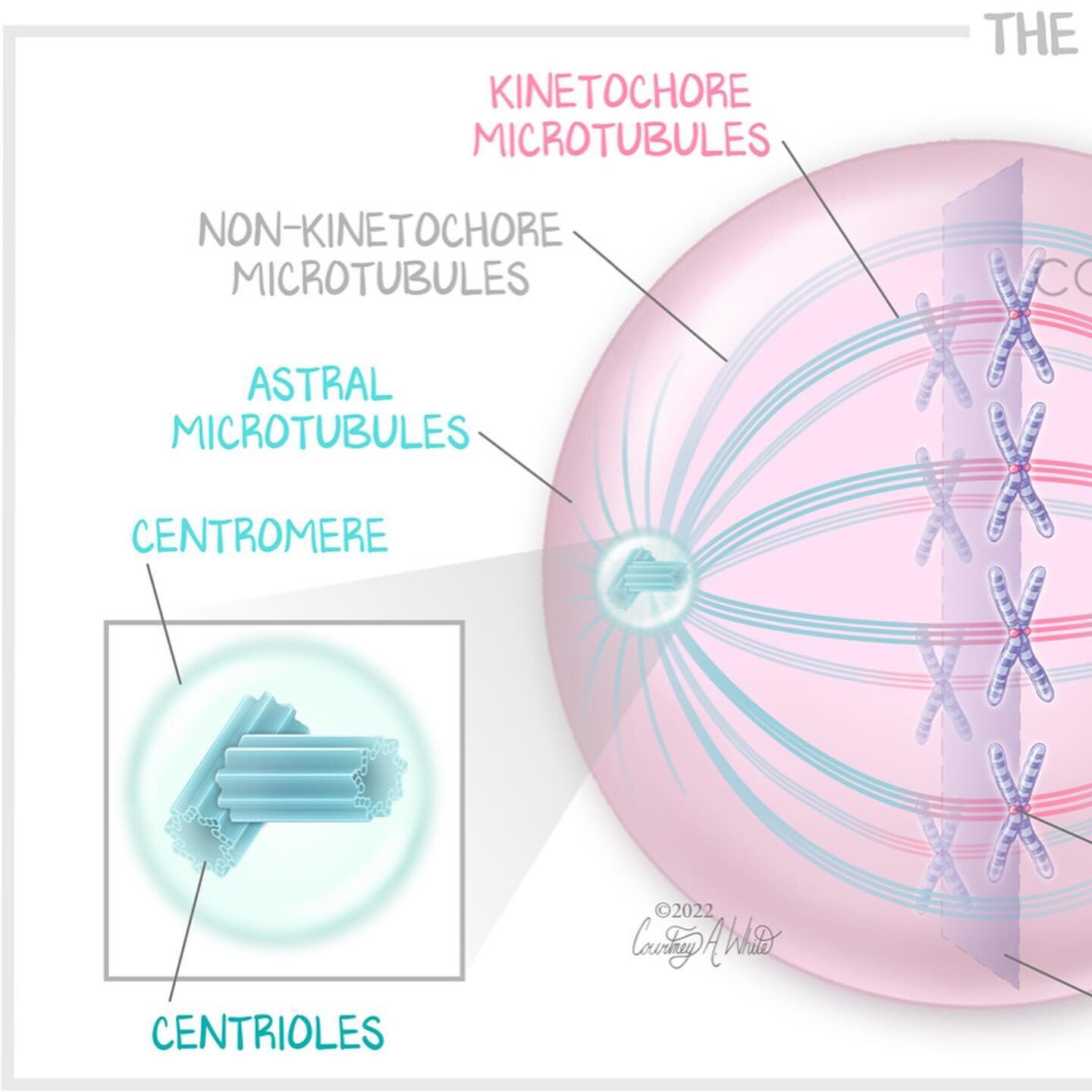 This illustration about the mitotic spindle was created for medical education. The mitotic spindle is an essential component of mitosis. It&rsquo;s composed mostly of microtubules, and its job is to equally divide the chromosomes in the parent cell d