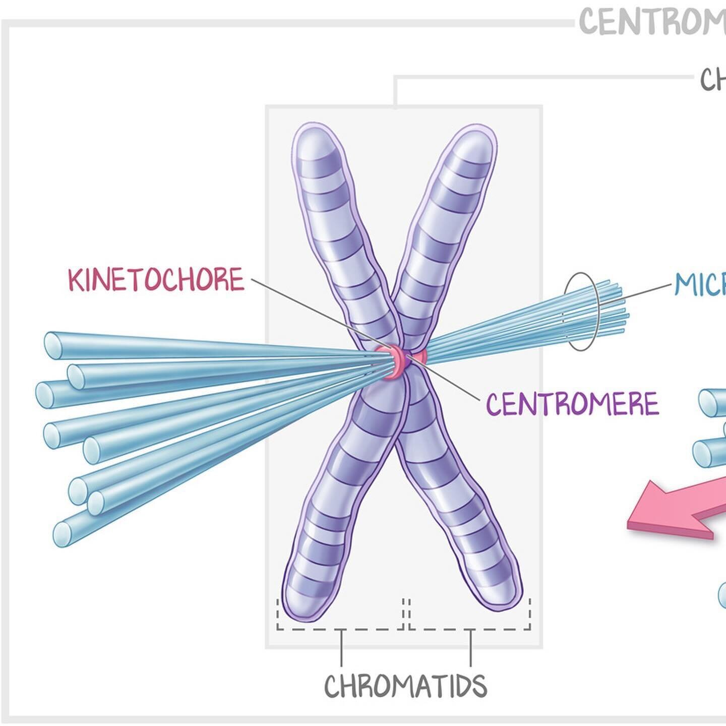 To continue with the mitosis illustrations, this one explains centromere vocabulary for medical education. The centromere is located between the two sister chromatids, holding them together. The kinetochore attaches the centromeres to the microtubule