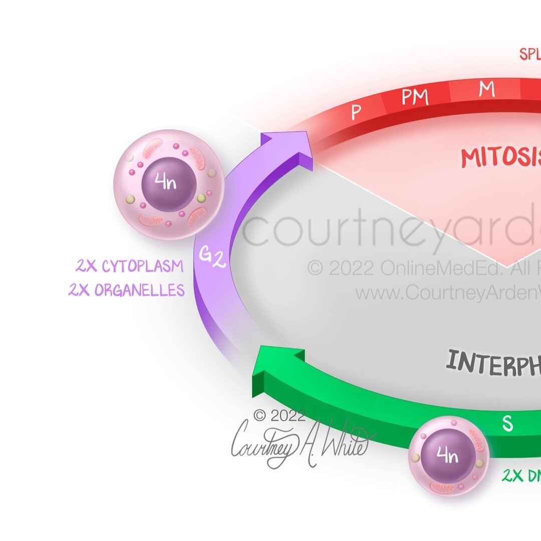 This is my last post about mitosis for the moment. This illustration shows the entire cell cycle, which can be divided into two main parts: interphase and mitosis. Most of the time, a cell is in interphase, where DNA replication and cell growth occur