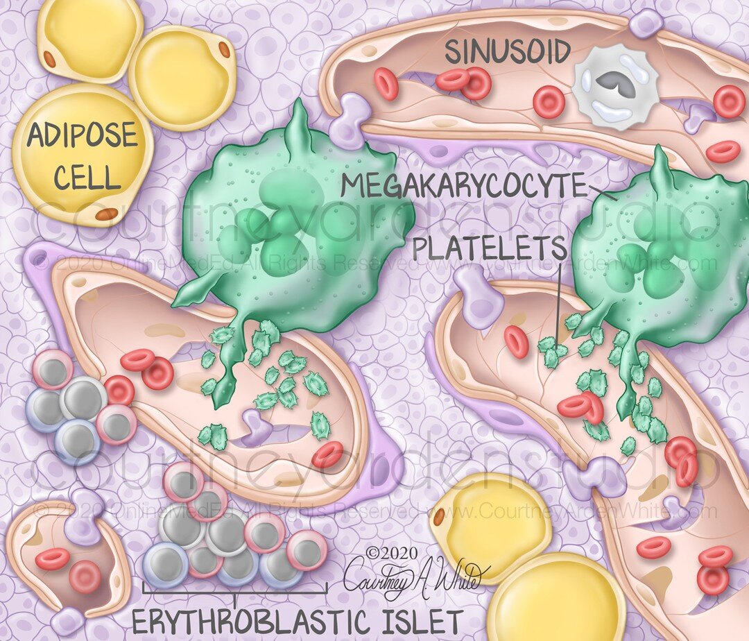 This illustration was created for medical education. It shows the histologic view of bone marrow and the relevant vocabulary. Blood cells are mostly made in the bone marrow and enter the bloodstream through sinusoids. 

#medicalillustration #medart #