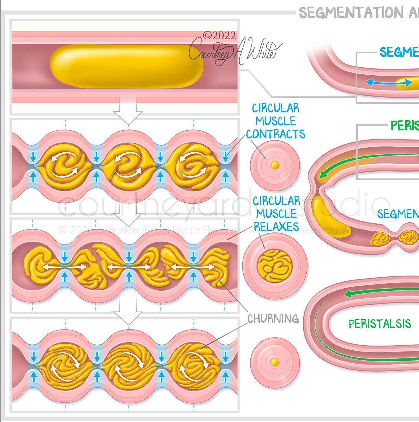 This illustration about segmentation and peristalsis of the small intestine was created for medical education. Segmentation and peristalsis are two ways the muscles of the small intestine moves the contents or chyme through the tract. Segmentation ca