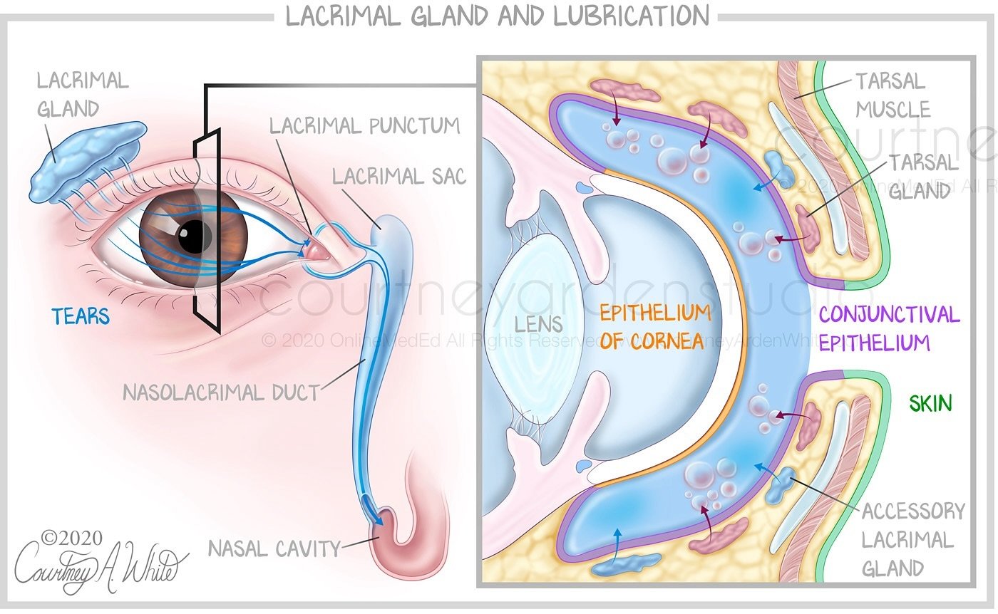 The lacrimal gland secretes tears to lubricate and protect the eyes. The excess tears drain into the nasolacrimal duct that connects to the nasal cavity. This medical illustration was created for medical education.

#medicalillustration #medart #medi