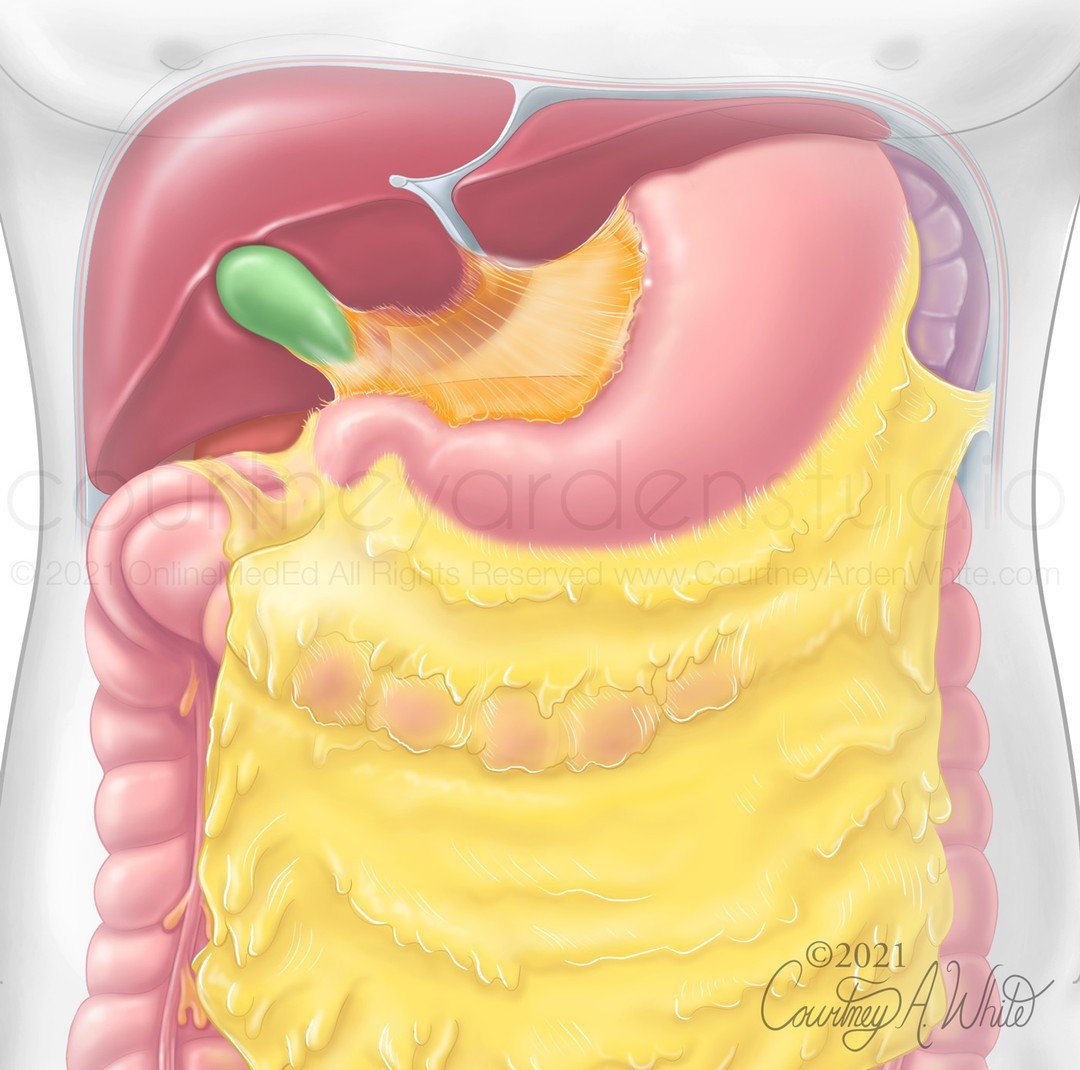 This illustration was created for medical education for medical students about the relative anatomy of the stomach. The stomach is located in the upper left quadrant of the abdomen. It is partially covered anteriorly by the liver and is located anter