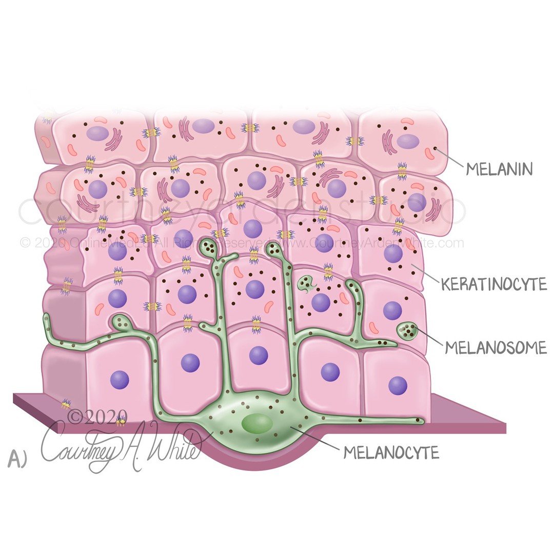 This illustration was created for medical education to explain the role of melanocytes in our body. Melanocytes are cells that produce the pigment melanin. Melanosomes transfer melanin to the surrounding keratinocytes. The melanin then organizes abov