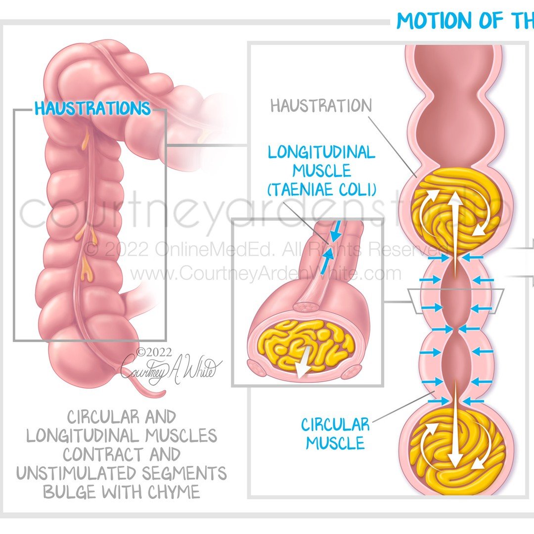 Created for medical education for medical students, these medical illustrations showcase the anatomy and function of the large intestine or colon. The large intestine absorbs water and nutrients from the partially digested food after it leaves the sm