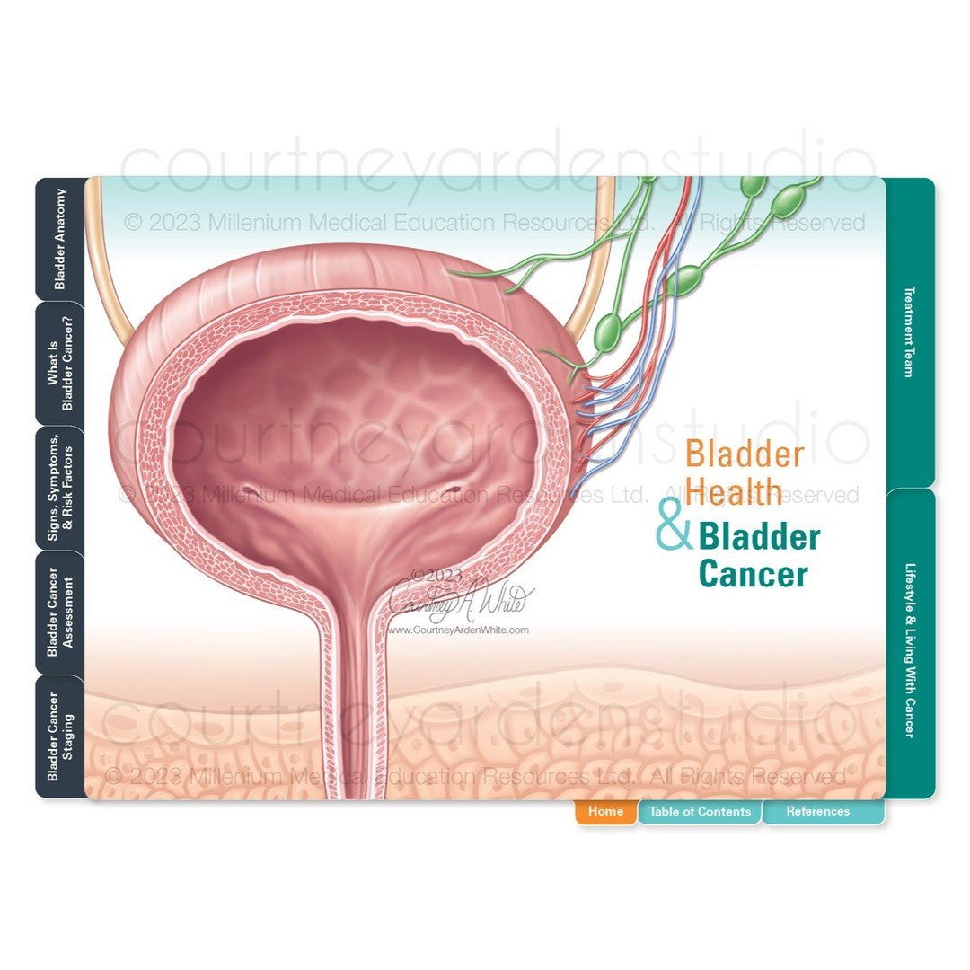 This series of illustrations was created for a patient education flip book about bladder health and bladder cancer. I also wrote the content to accompany all of the illustrations for this project. Bladder cancer most often begins in the urothelial ce
