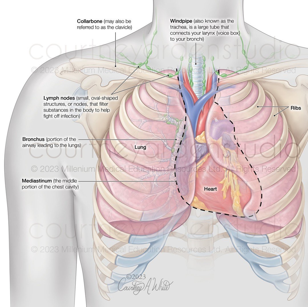 This illustration was created for a patient education flip book about lung cancer. It was one of the first illustrations in the book to help describe the lungs and surrounding anatomy. All of these terms come up later in the book in the section about