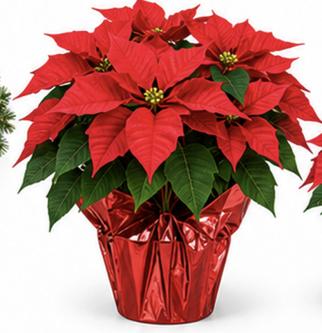 Large Poinsettia (8")