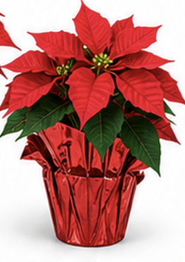 Medium Poinsettia (6.5")