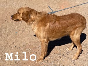 Milo-2.jpg