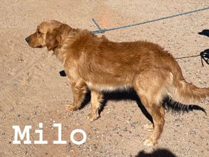 Milo-4.jpg