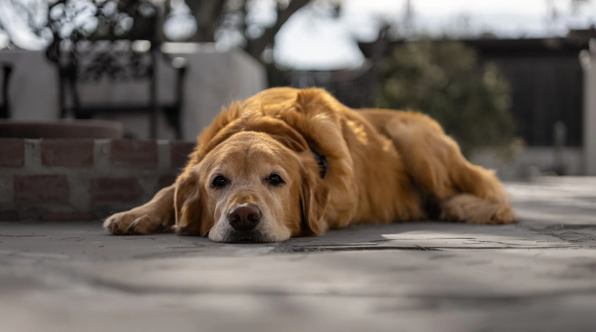 Animal Rescue Golden Retrievers In Need Rescue Animal Shelter