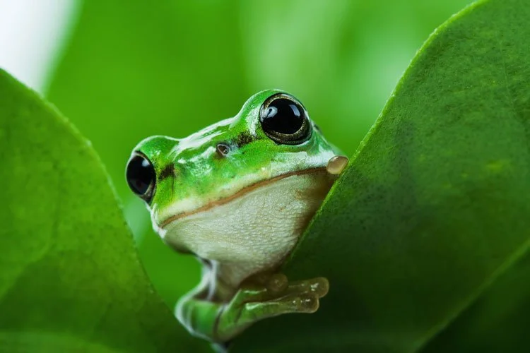 Green frogs can change sex in tadpole form