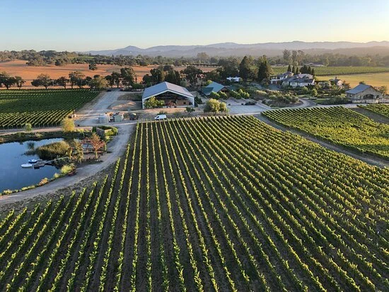 Aerial view of a vineyard with rows of grapevines, farm buildings, a pond, and surrounding farmland under a clear sky.