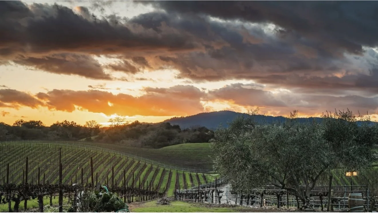 Sunset over lush vineyard with rolling hills and cloudy sky