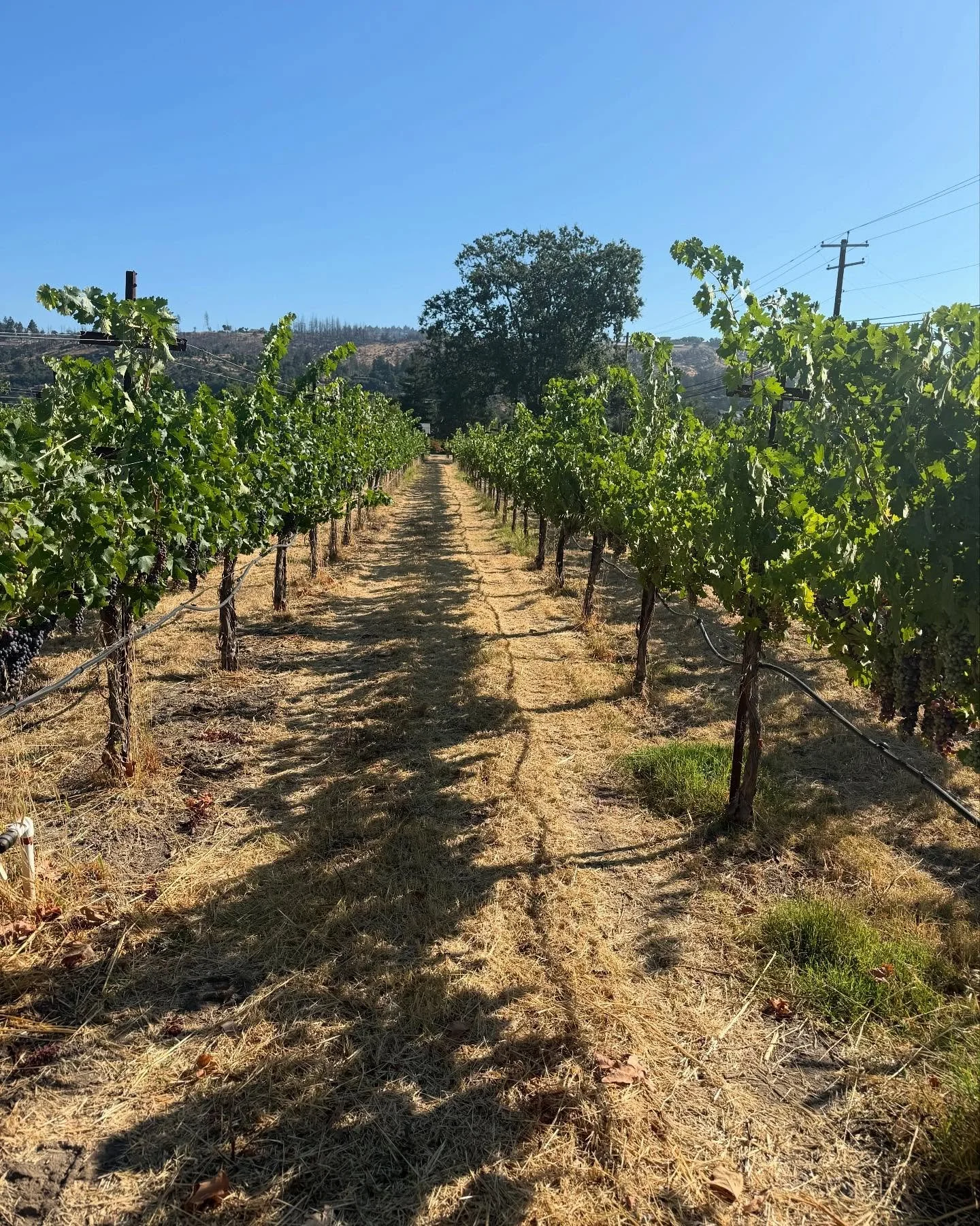 5K run this morning through the vines of Napa. God&rsquo;s creation is overwhelmingly beautiful - it gladdens human hearts. (Psalm 104)