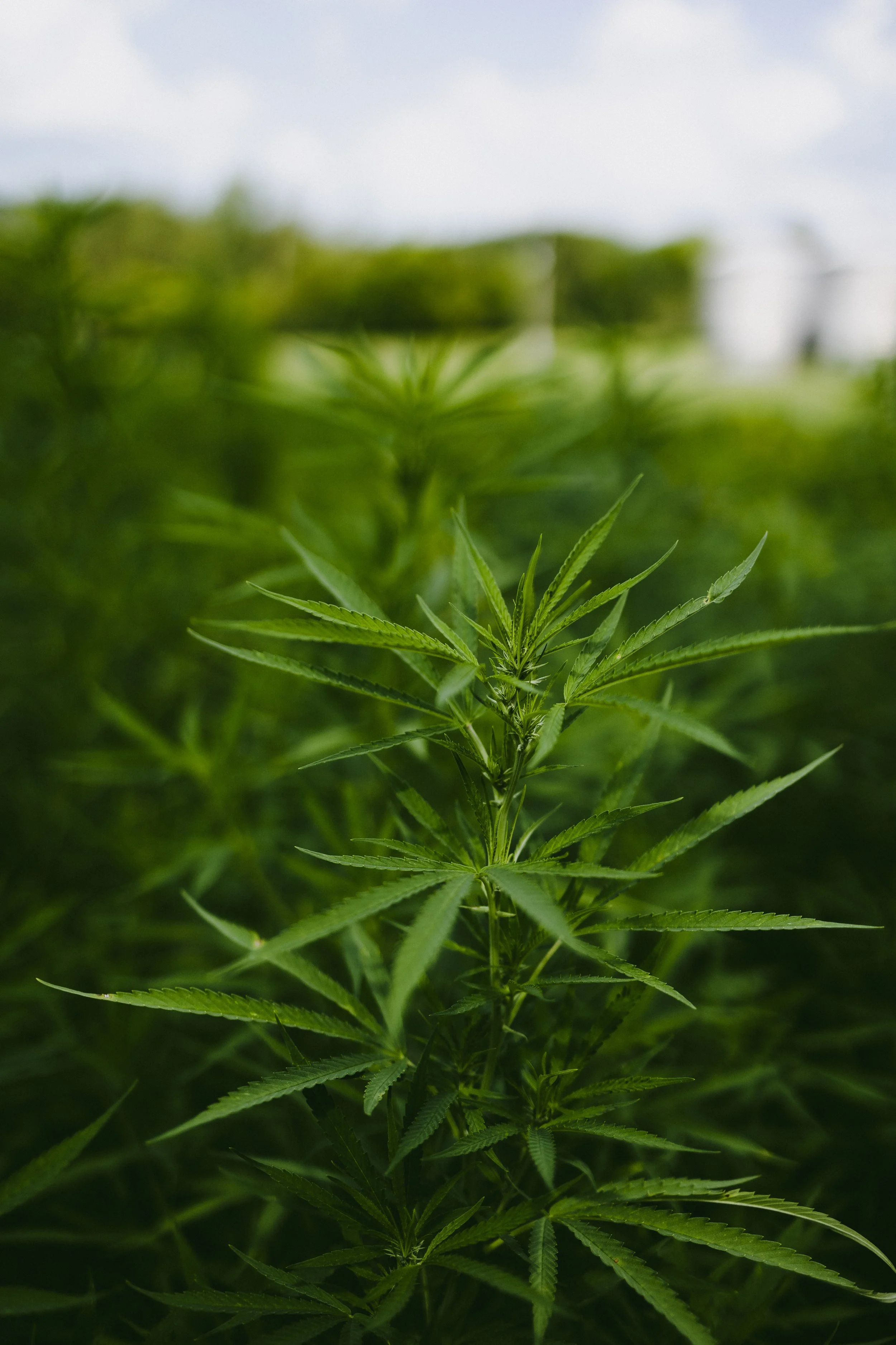 Hemp Fields Forever