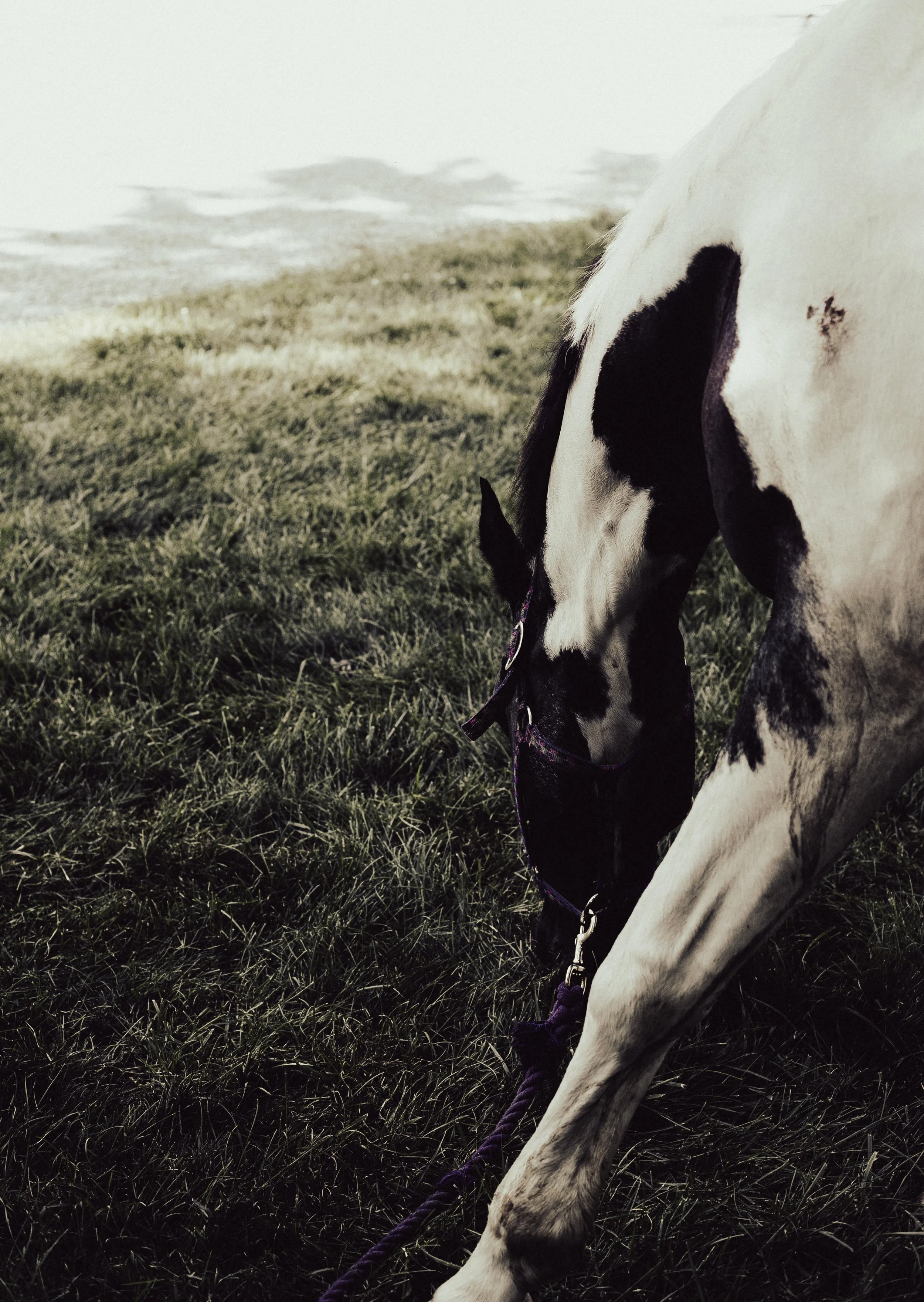 A black and white horse grazing on grass in a field.