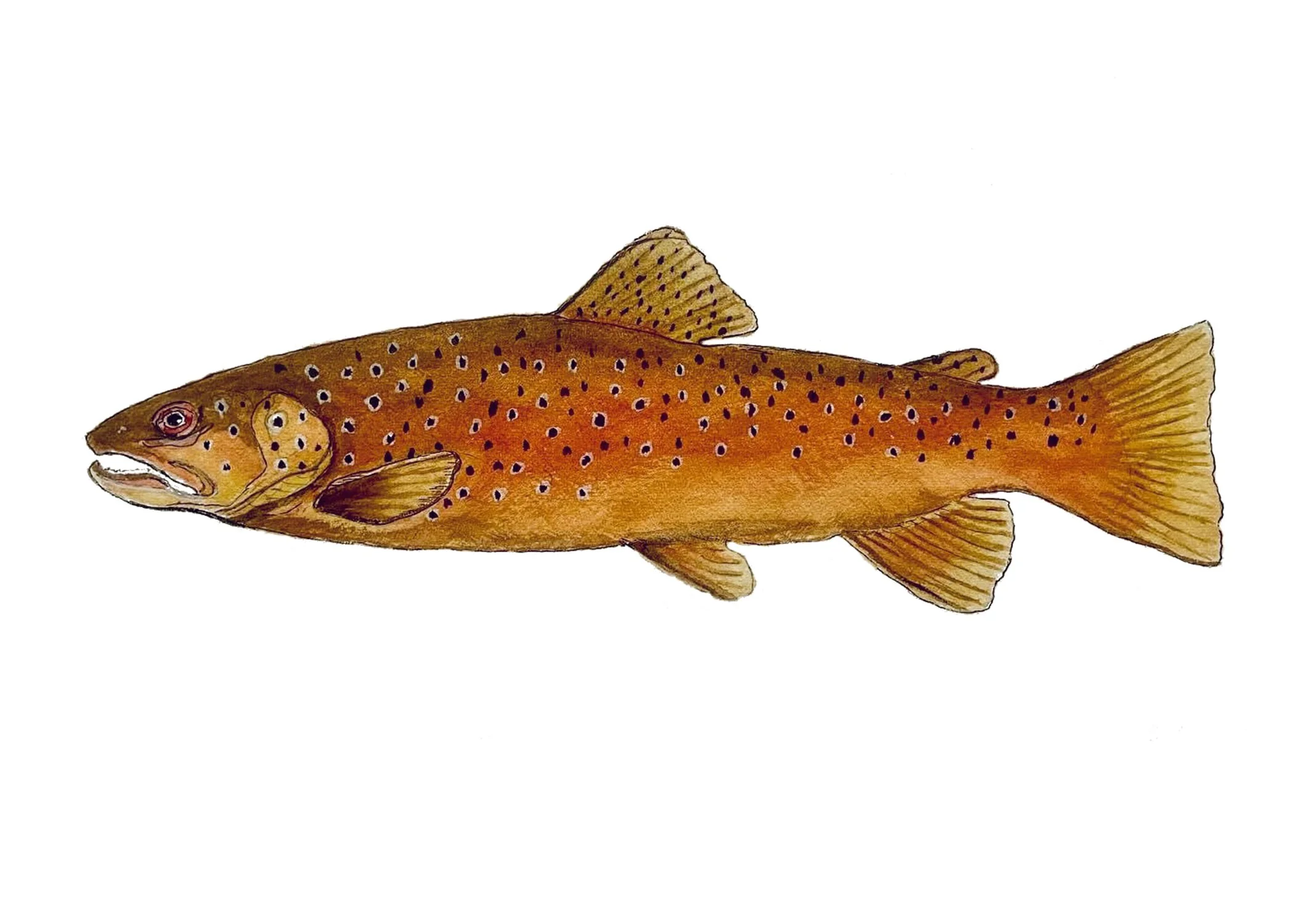 Brown Trout (3 cards)