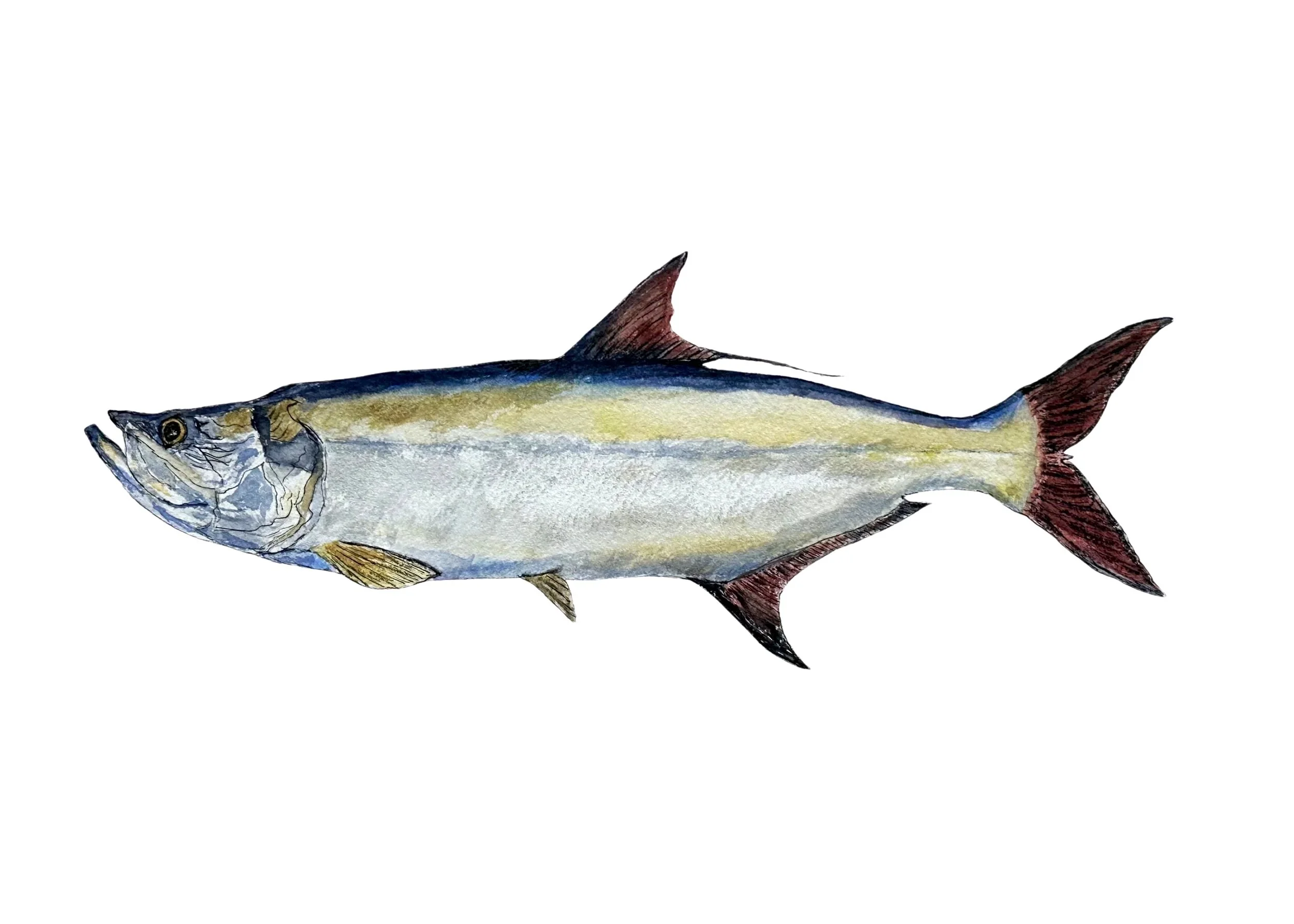 Tarpon.jpg (Copy)