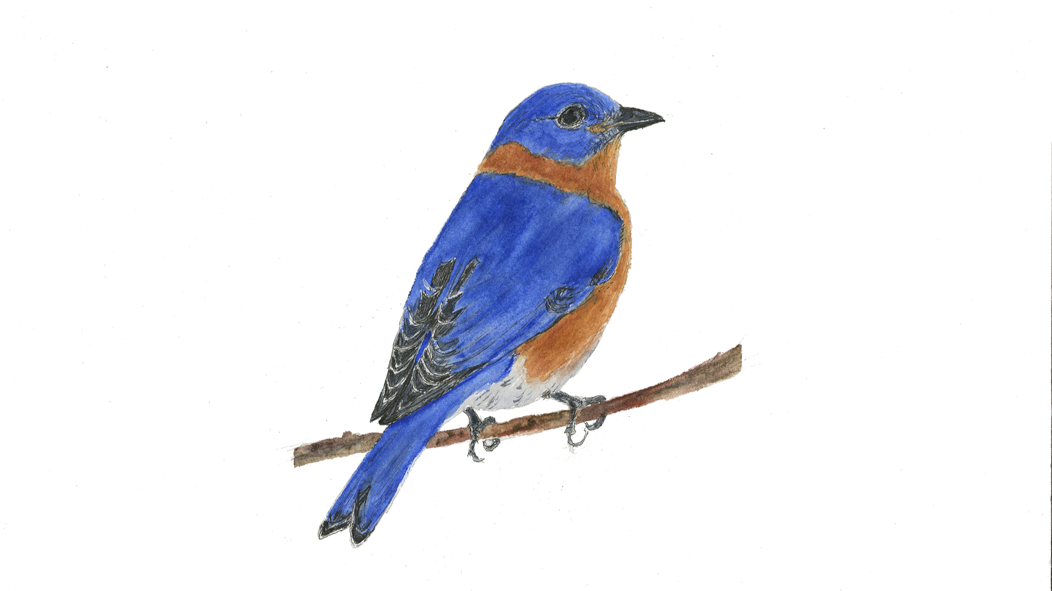 Eastern bluebird (6 cards)
