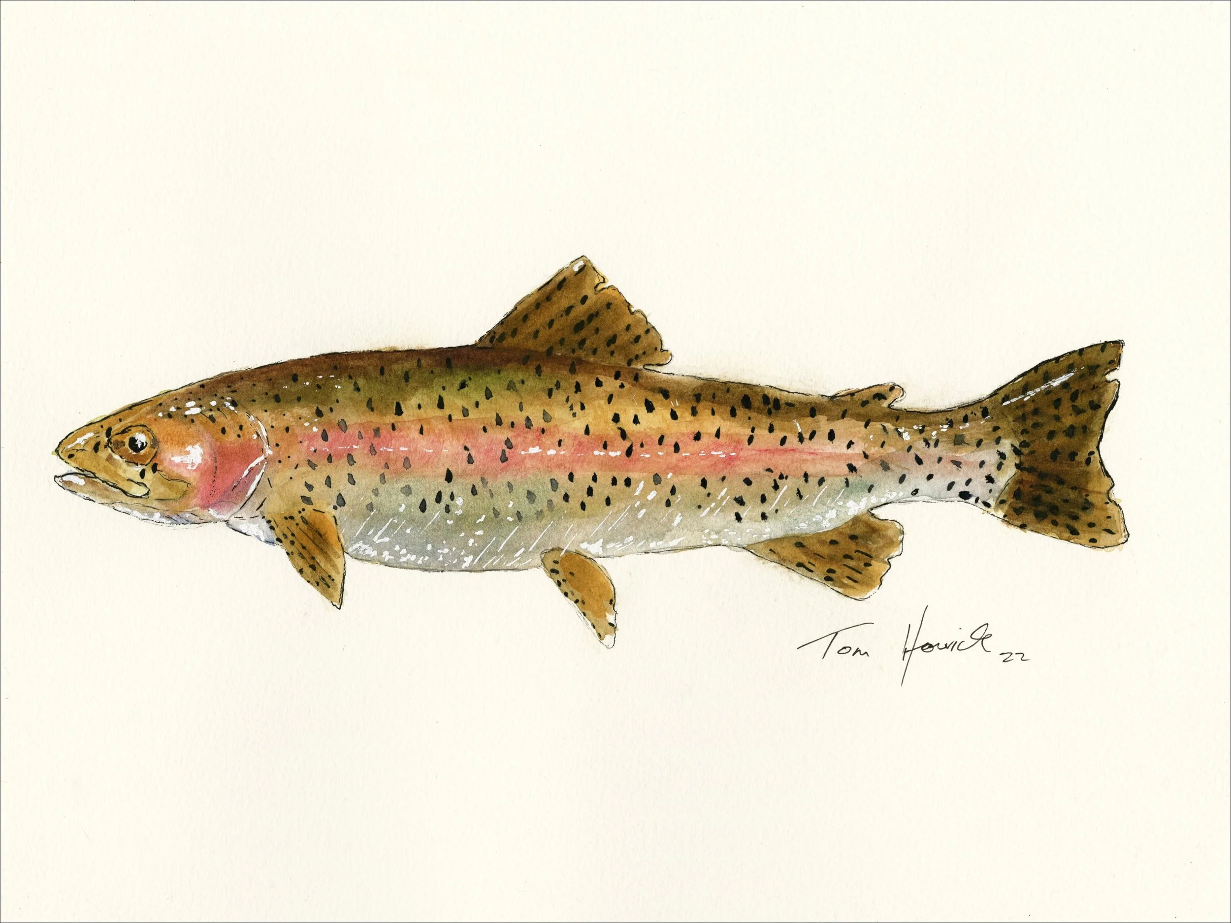 Rainbow Trout (3 cards)