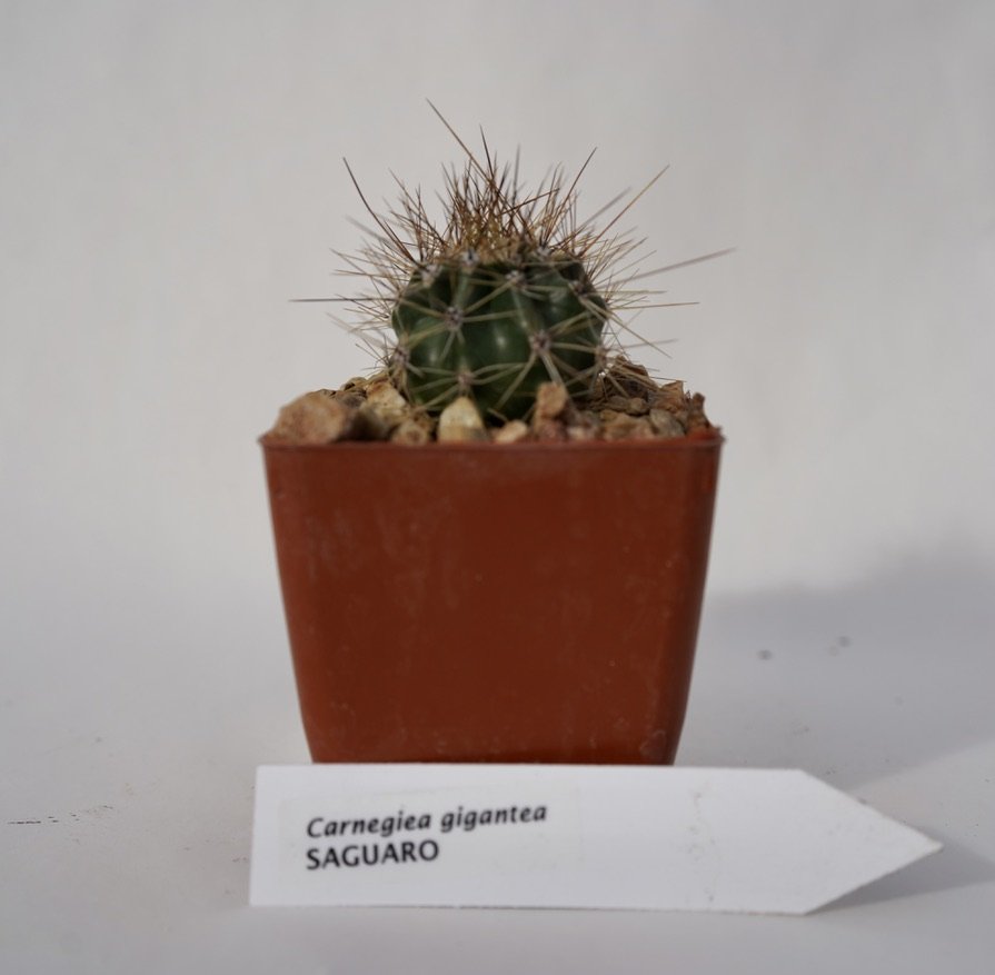 Baby Saguaro