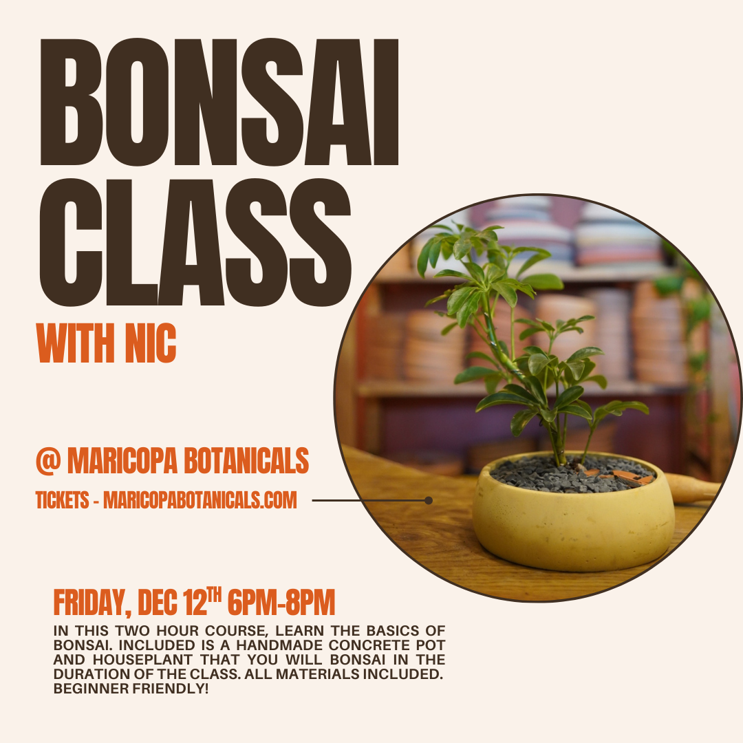 Poster advertising a bonsai class with Nic at Maricopa Botanicals, featuring a picture of a bonsai plant in a beige pot and details about the event on December 12th from 6 pm to 8 pm.