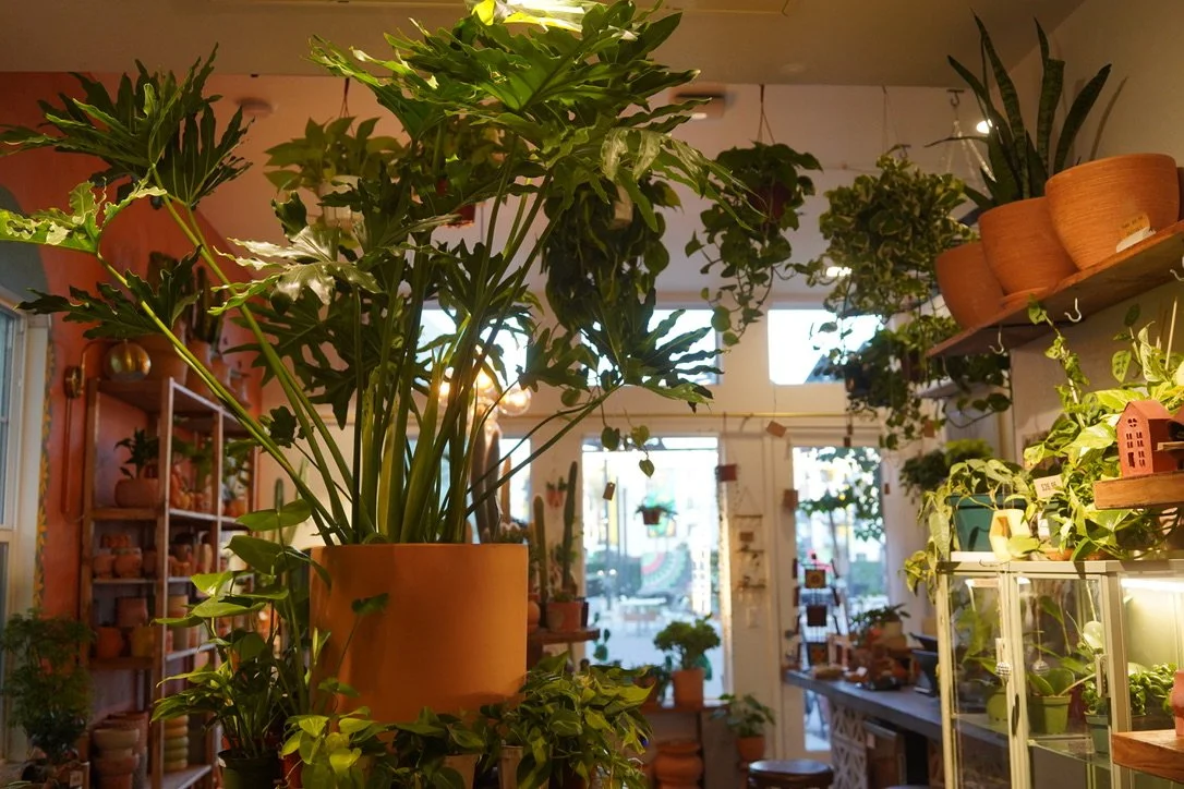 Interior of Maricopa Botanicals plant shop in Tempe, Arizona