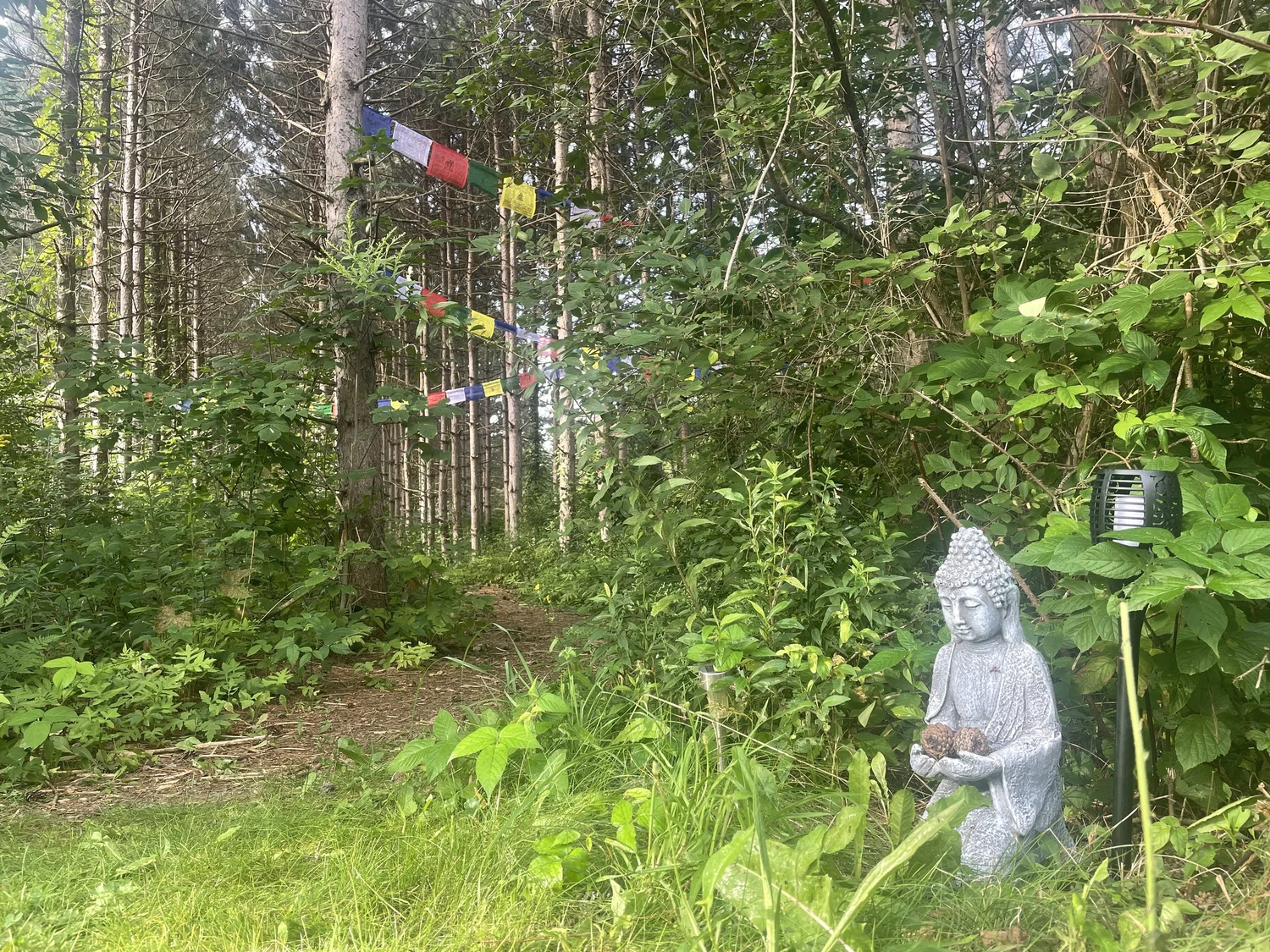 The pine forest trails behind Farm Manor