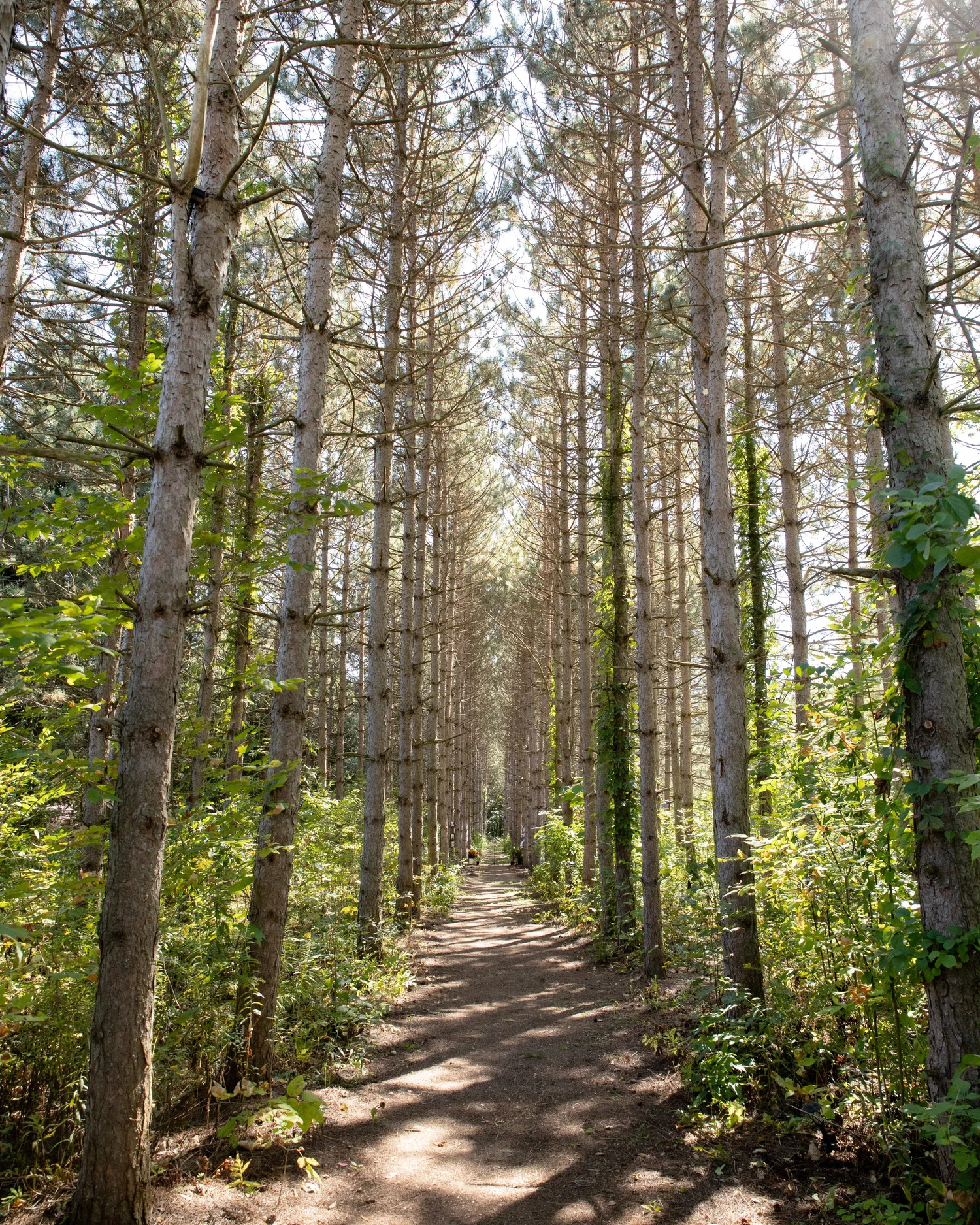 The sunlit path through the jack pine forest at Perry City Manors