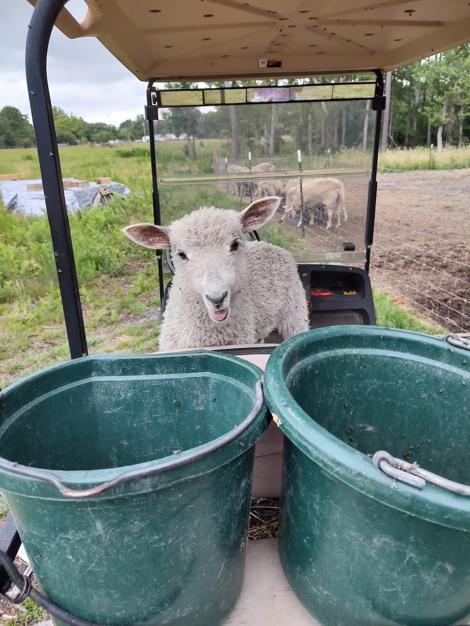 New little helper wanting to assist with feedings