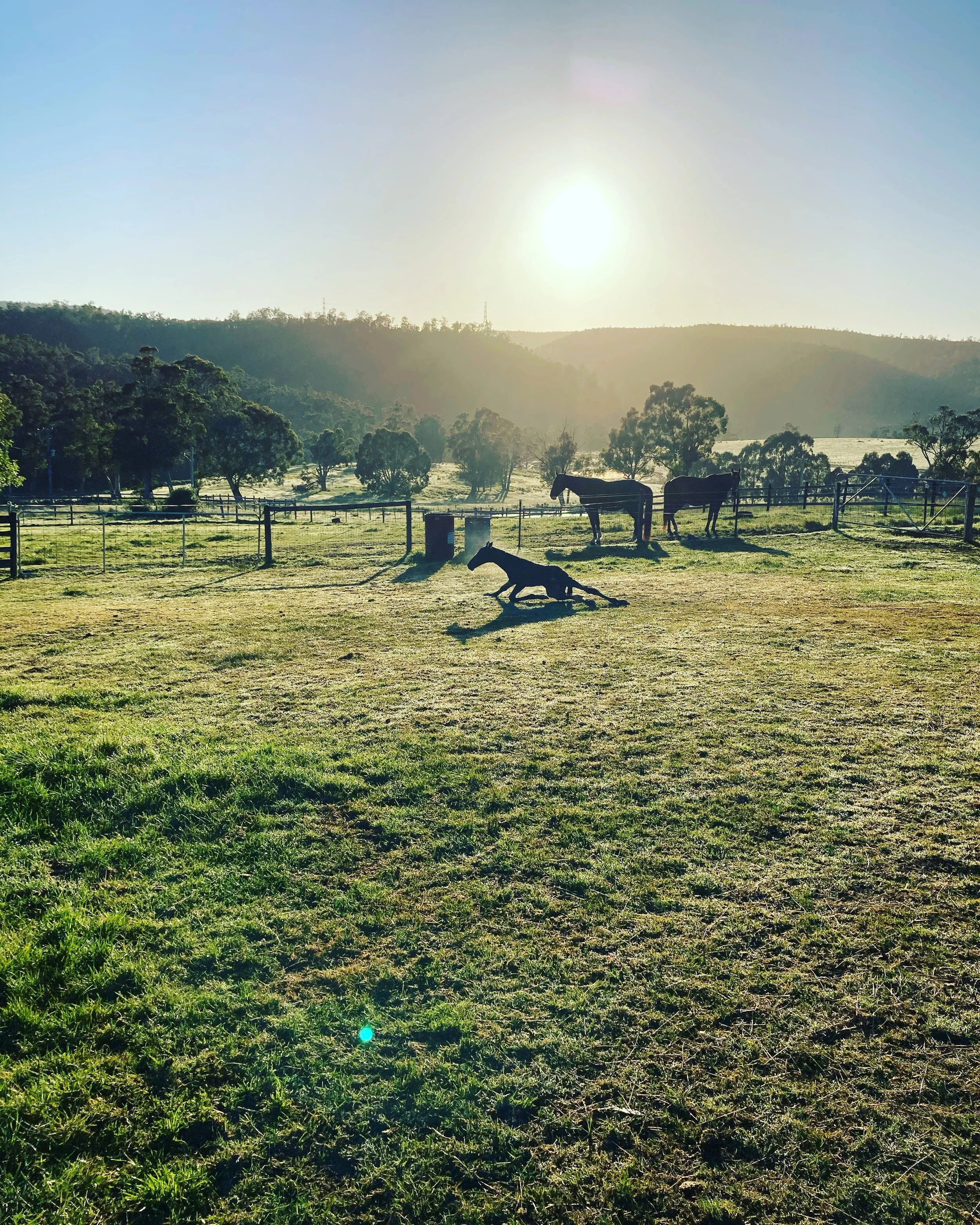 The Guide for Foaling Down 