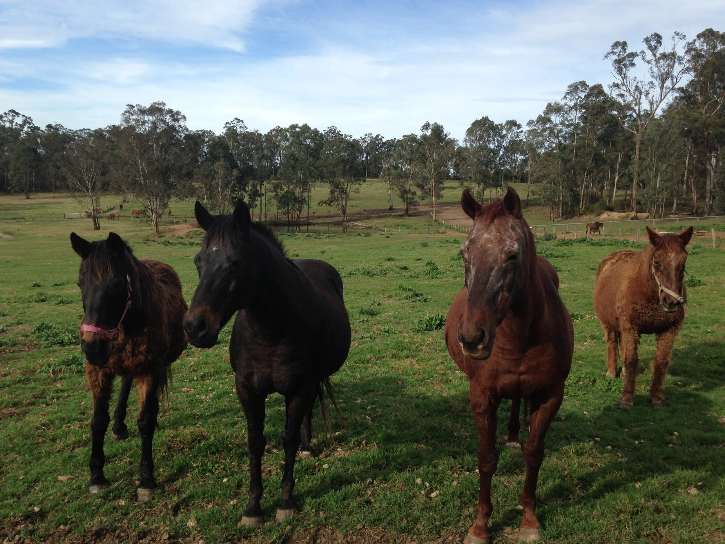 Equine Cushing's Disease 