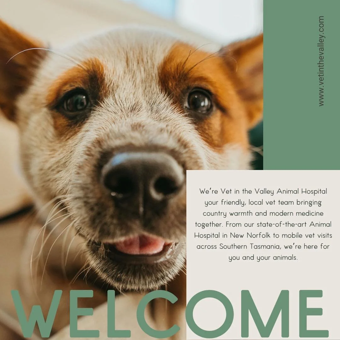 Welcome to Vet in the Valley Animal Hospital! A new veterinary clinic offering comprehensive service for the Derwent Valley and beyond! Feel free to follow along to see what we get up too! 

#newnorfolktasmania #vetinthevalley #newnorfolktas #vetinth