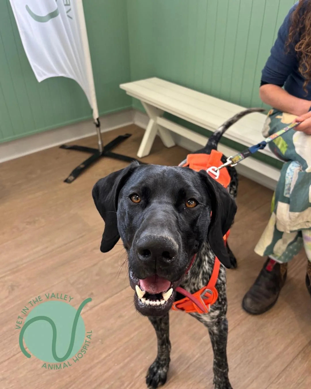 💚 Happy Monday! 💚

We have a great week ahead! We are open for Saturday consultations this weekend woohoo! 

#animal #newnorfolktasmania #vetinthevalley #newnorfolktas #vetinthevalleyanimalhospital #saturday