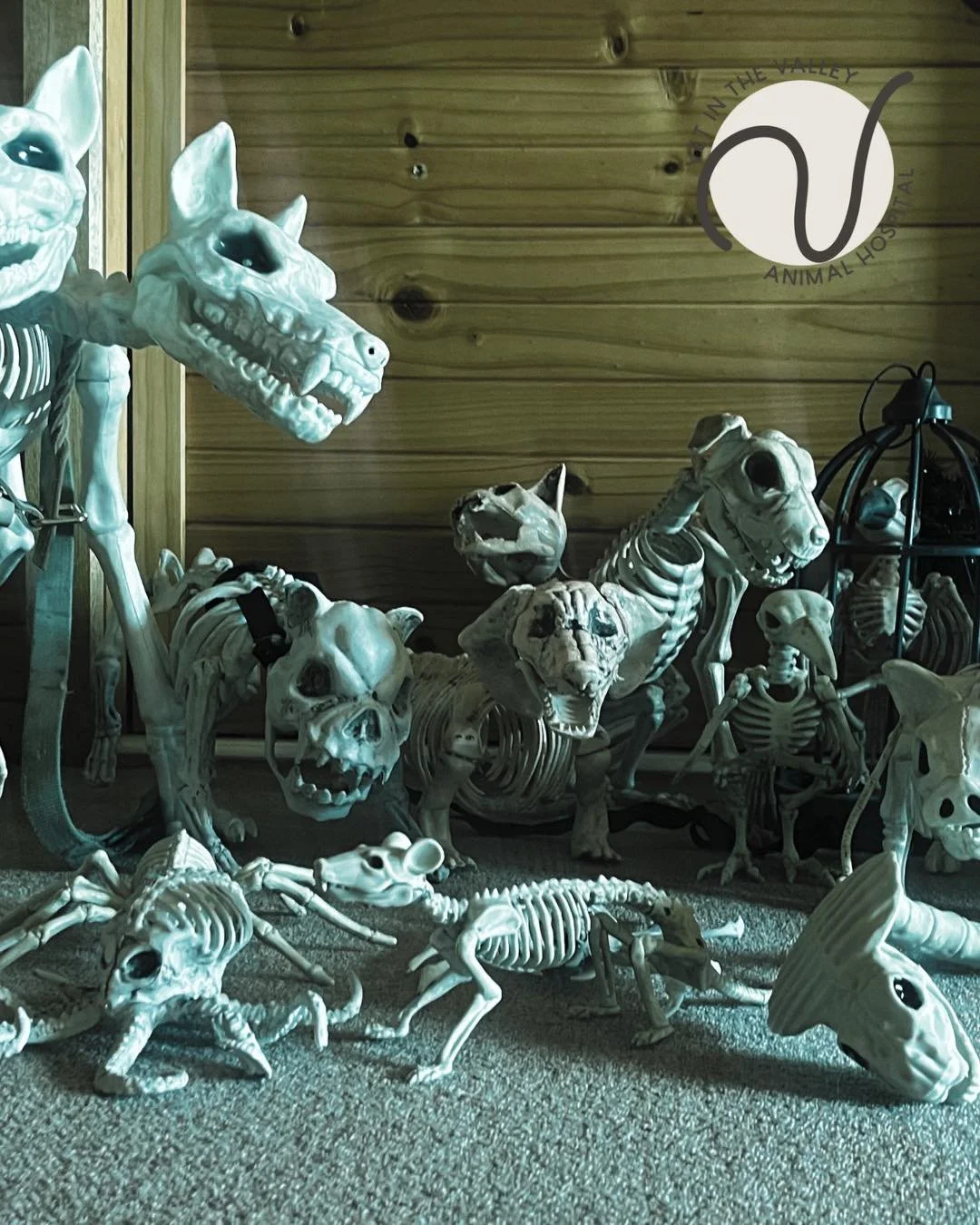 👻 🎃 HALLOWEEN SPECTACULAR at Vet in the Valley Animal Hospital! 🎃 👻

🕸️ Friday 31st October &mdash; things are getting spooky at the clinic!

💀 Don't be shy! Come and say Hi!!!

Please be aware your local veterinary team to may look a little di
