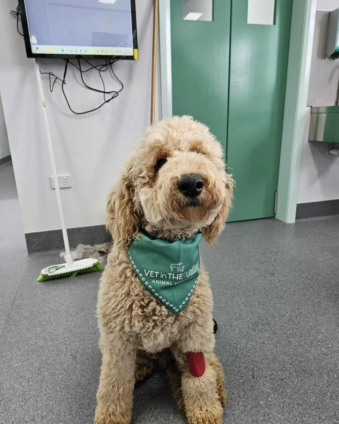 We are open this morning from 9 am to 1 pm for routine consultations and over the counter medications! Feel free to pop in, say hi, weigh your doggo&rsquo;s! 

#animal #newnorfolktasmania #vetinthevalley #newnorfolktas #vetinthevalleyanimalhospital #