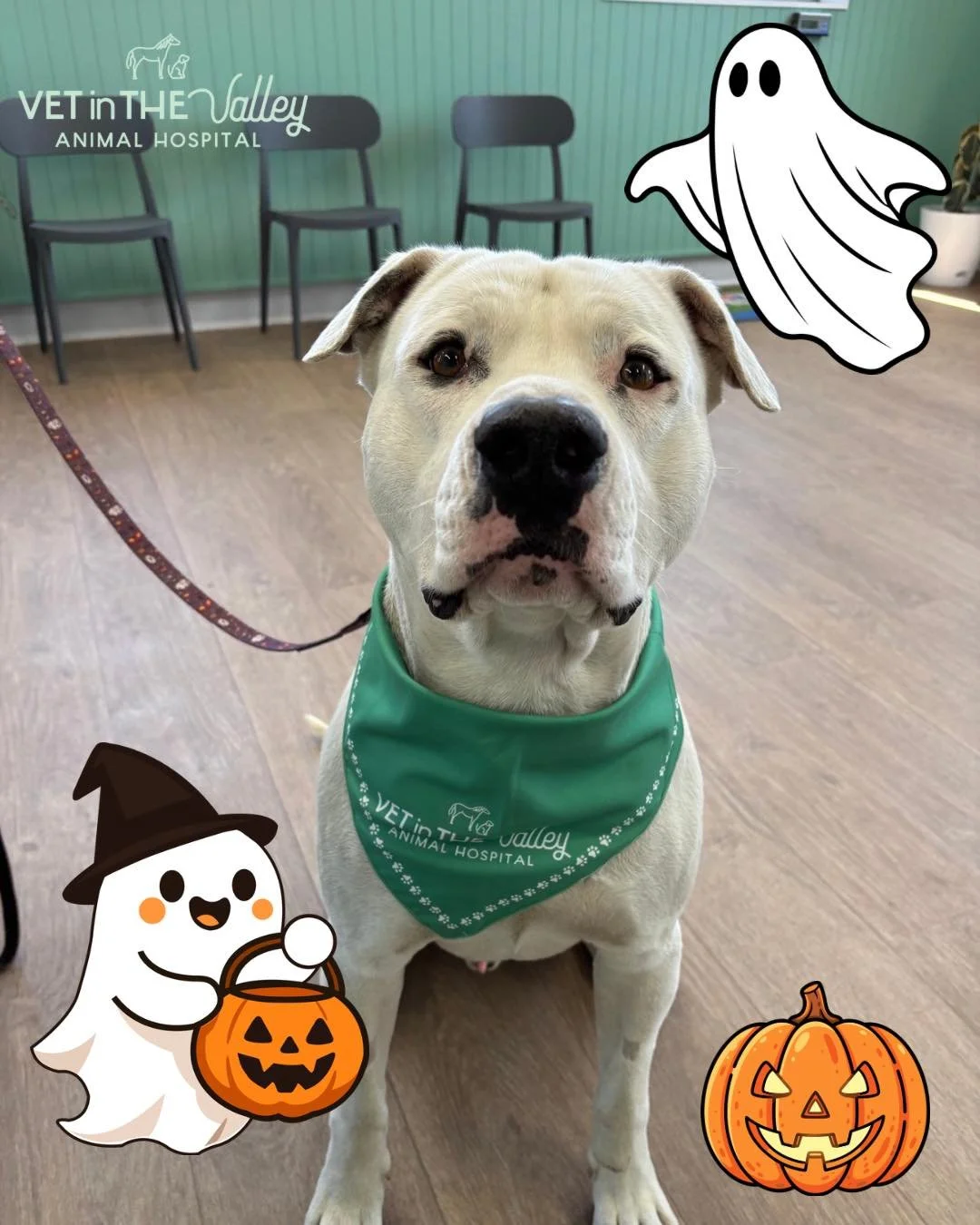 Vet in the Valley Animal Hospital is getting spooky tomorrow for Halloween! 🎃 

☠️ Halloween decorations 
👻 Spooky costumes 
🍬 Trick or treat for kids young and old
🖍️ Colouring in! 

#animal #newnorfolktasmania #vetinthevalley #newnorfolktas #ve