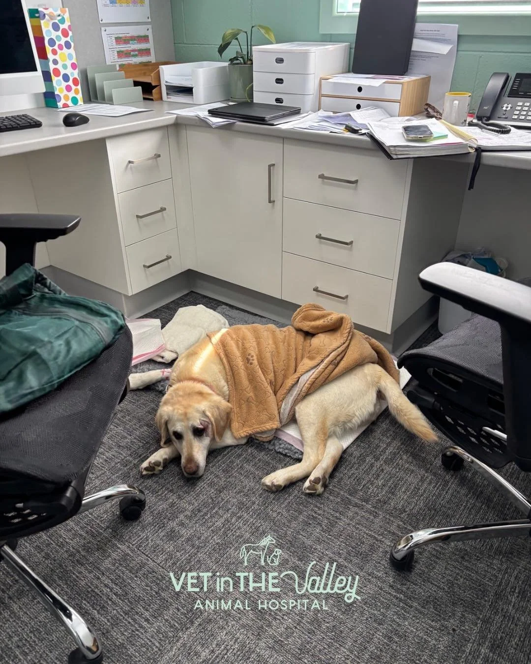 💚 Sometimes you need a little more TLC, and get to recover in the office with Naomi! 
What more do you need - a pillow, a bed 🛏️, a blankie and some 🥰 cuddles! 

We are focused on stress 🆓, which sometimes means adapting to various situations, su