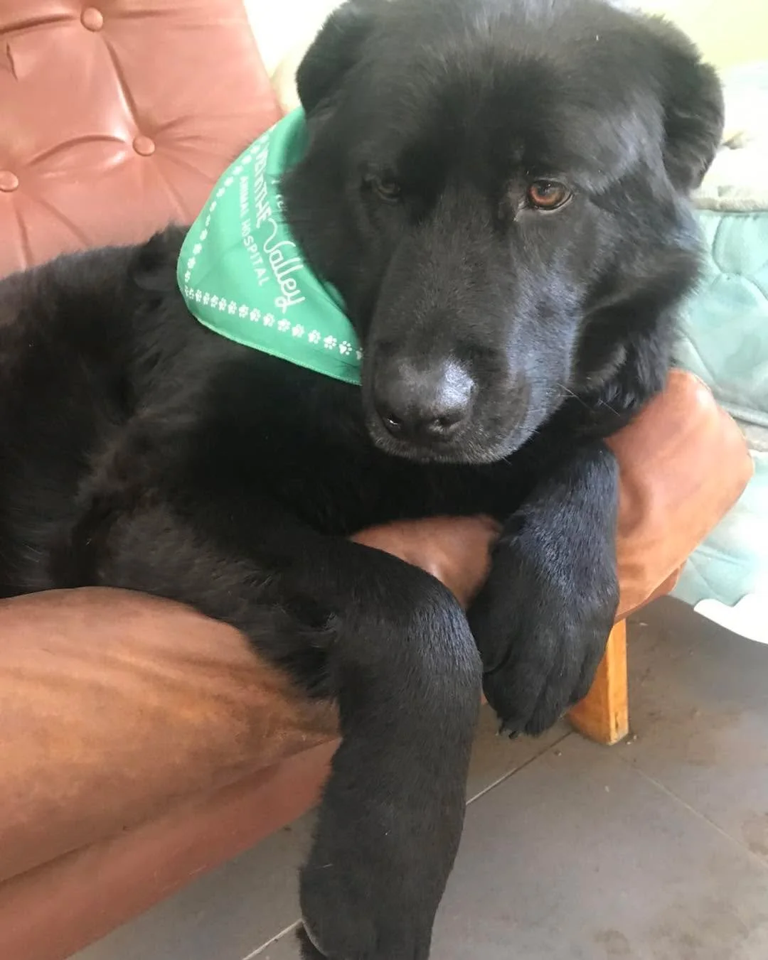 🩸Life Saver Jimmy 🩸

This gorgeous goof ball saved a life a few weeks ago! We had a patient who urgently needed a blood transfusion and Jimmy stepped up to donate! What a dog! 🐶 

But we can&rsquo;t just rely on Jimmy! Hopefully we don&rsquo;t nee