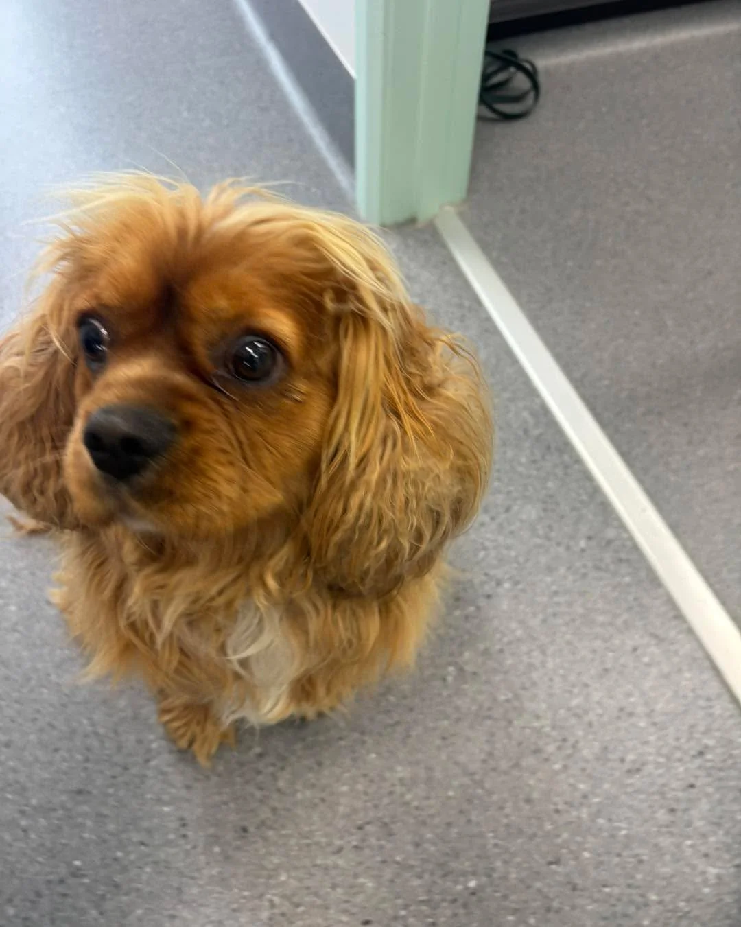 Does this boy look familiar? He was handed in by a member of public and would love to go home!