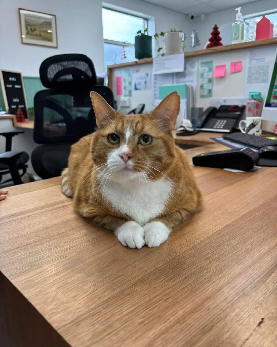 We are open this morning from 9 am until 1 pm, if required! Come and say 👋 hi! 

Bookings online or phone 61462255

#newnorfolktasmania #vetinthevalley #newnorfolktas #vetinthevalleyanimalhospital #hospital