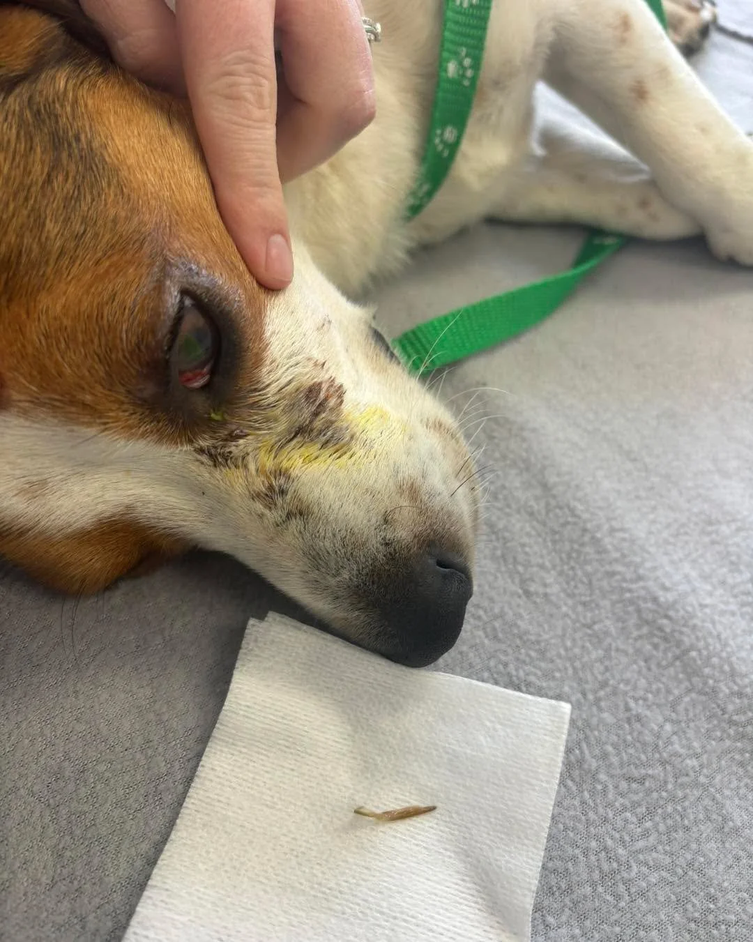 🌾🌾 Grass Seed Season 🌾🌾

As the barley and spear grass dry off we are starting to have an influx of grass seed associated issues which include abscess in mouths, grass seeds in eyes, up noses and between toes! 

Please brush your dogs down when t