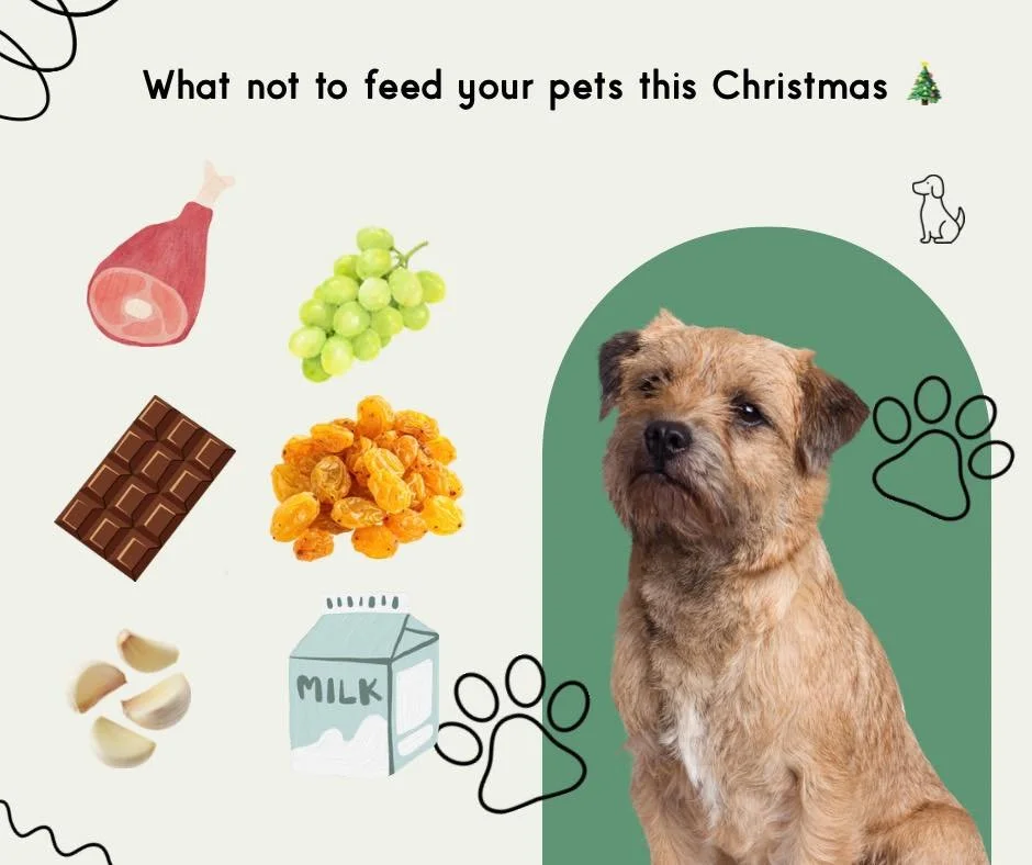 So your adoring doggo is peering up at you while you&rsquo;re preparing Christmas Lunch, and the cat keeps walking across the bench eyeing off the pavlova&hellip;. Do you slip them the fat off the ham or the whipped cream from the pav? 

Some foods t