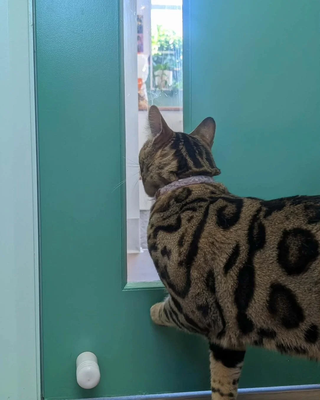 Welcome to 2026! What a wild week! We are open every second Saturday morning from 9 am to 1 pm, kicking this year off with this Saturday morning! 

#animal #newnorfolktasmania #Vetinthevalley #vetinthevalley #newnorfolktas #vetinthevalleyanimalhospit