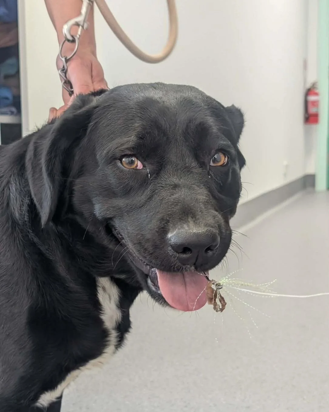 🐾🐕&zwj;🦺 Molly got Hooked 🎣🐟

Last Friday Molly was rushed to us after her curiosity got the better of her. While investigating what could have been a tasty treat, Molly managed to get hooked on her family&rsquo;s line. The biggest thing to come